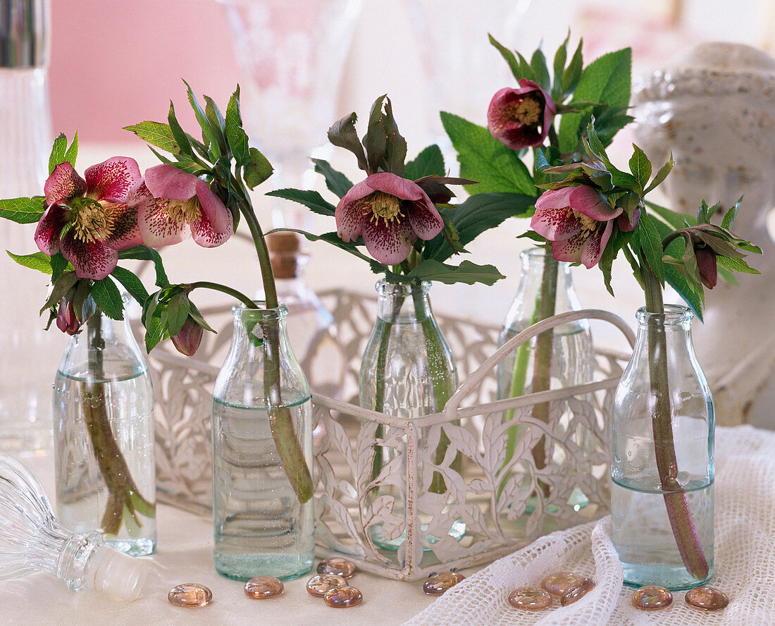 Helleborus orientalis (red lenten hellebore) in small glass bottles