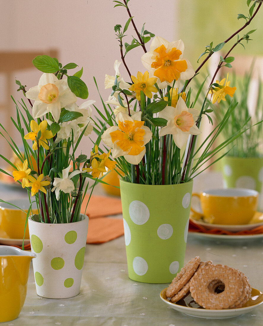 Narcissus 'Tete a Tete, 'Salome', 'Thalia', 'Orchideeblütige'