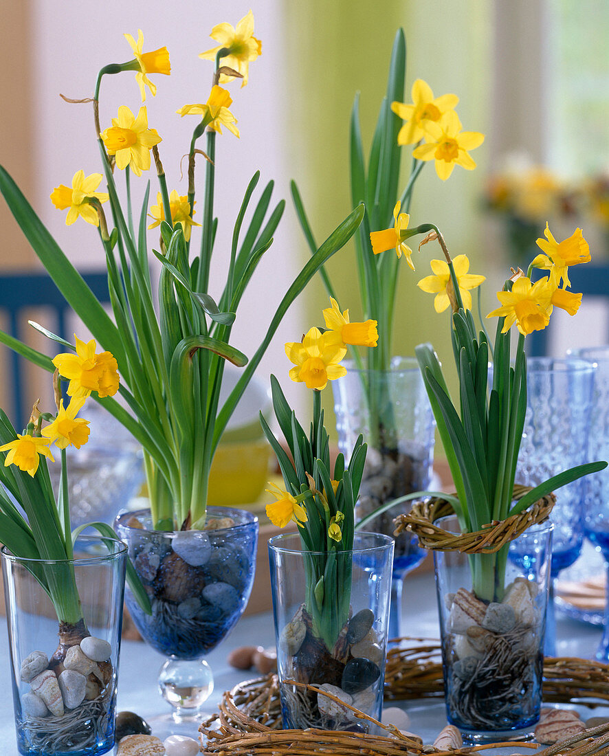 Narcissus 'Tete A Tete' (Narcissus), with washed out