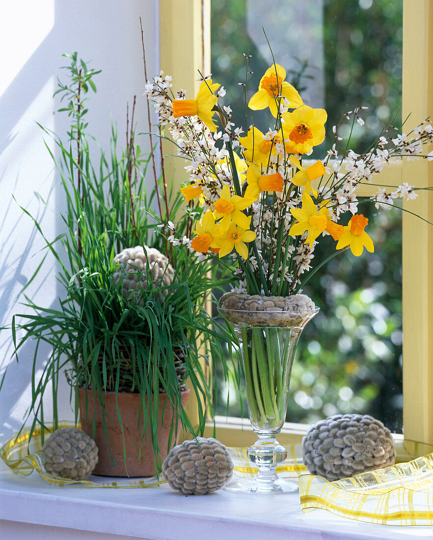 Narcissus (daffodils), Cytisus (broom), wheat grass, Salix
