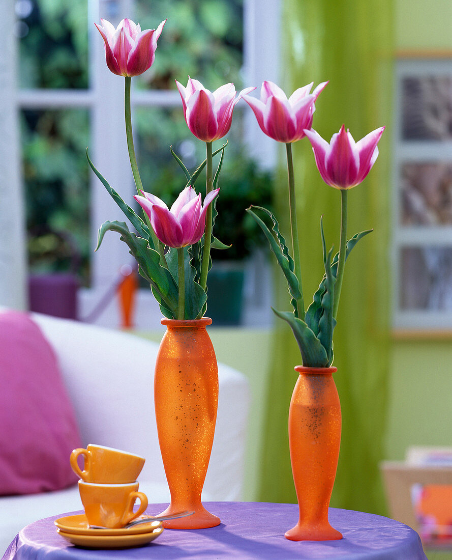 Tulipa 'Claudia' (tulips) in orange glass vases