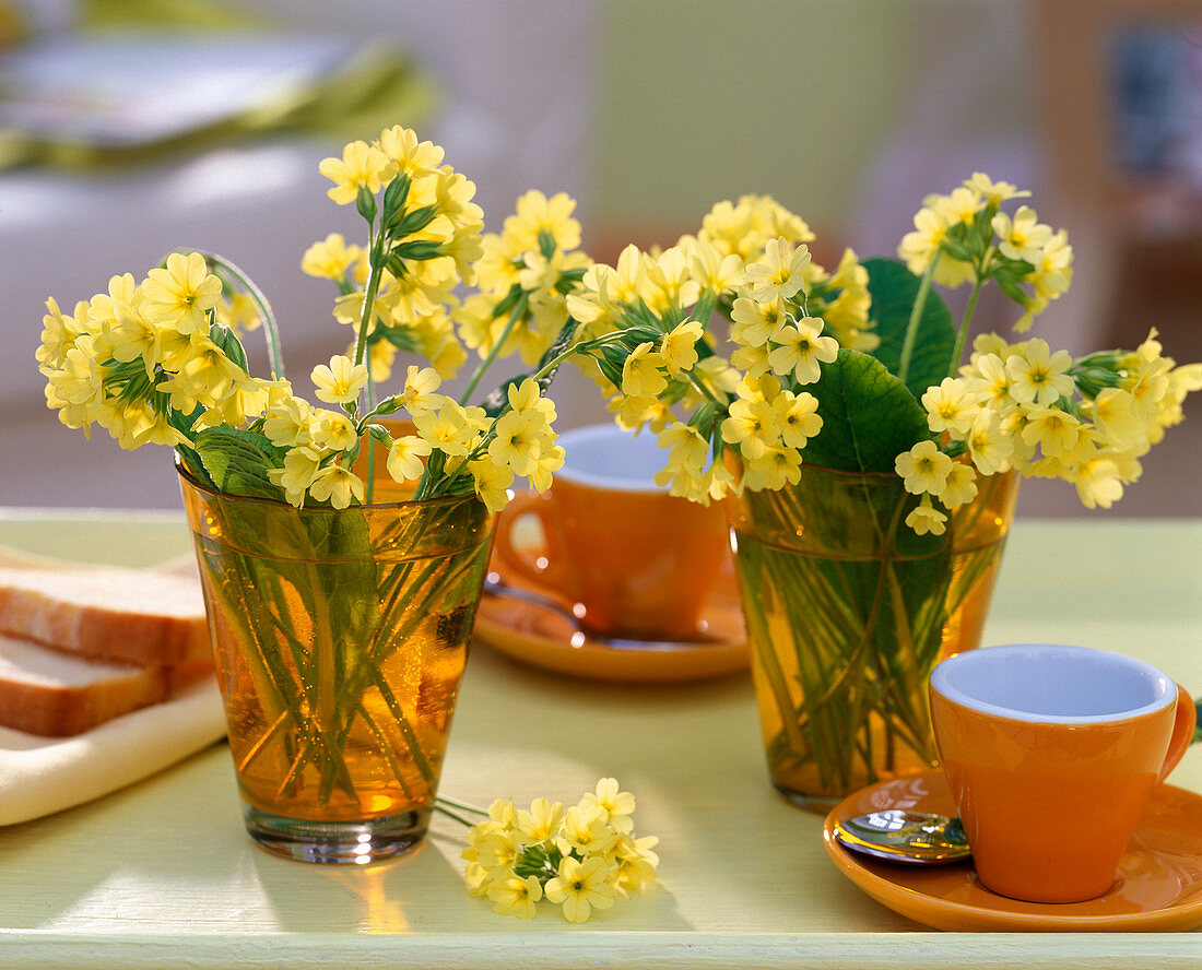 Primula veris / Himmelsschlüssel in kleinen Gläsern