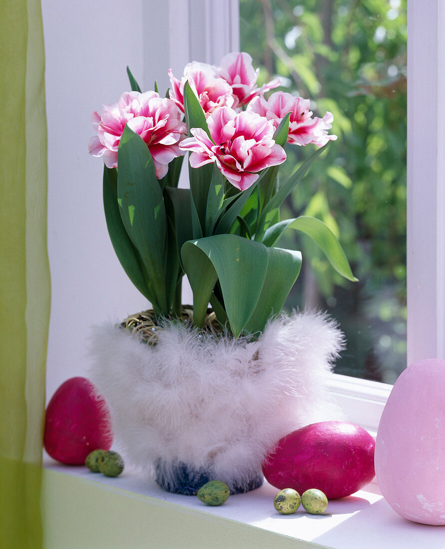 Tulipa 'Wirosa' (tulip) filled red and white, pot with feathers