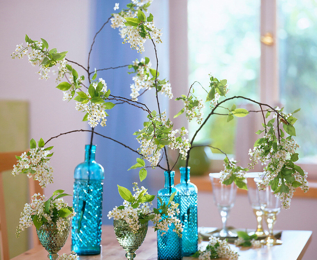 Prunus padus (grape cherry) in jars and blue