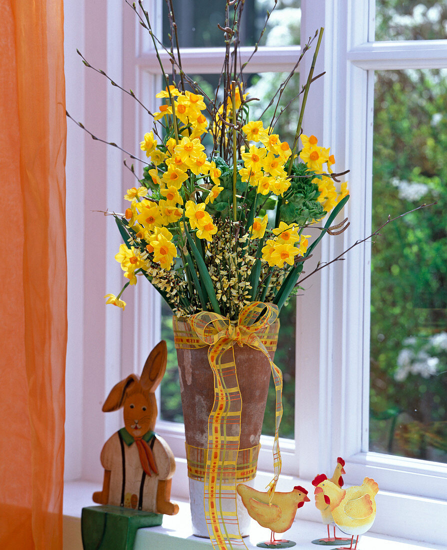 Narcissus jonquilla 'Martinette' (Narzissen), Cytisus (Ginster)