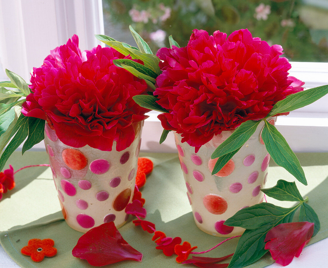 Paeonia (red peony flowers) single flowers in jars with dots