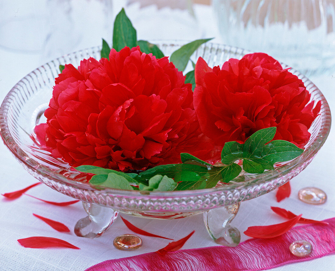 Paeonia (red peony flowers in glass bowl with little)