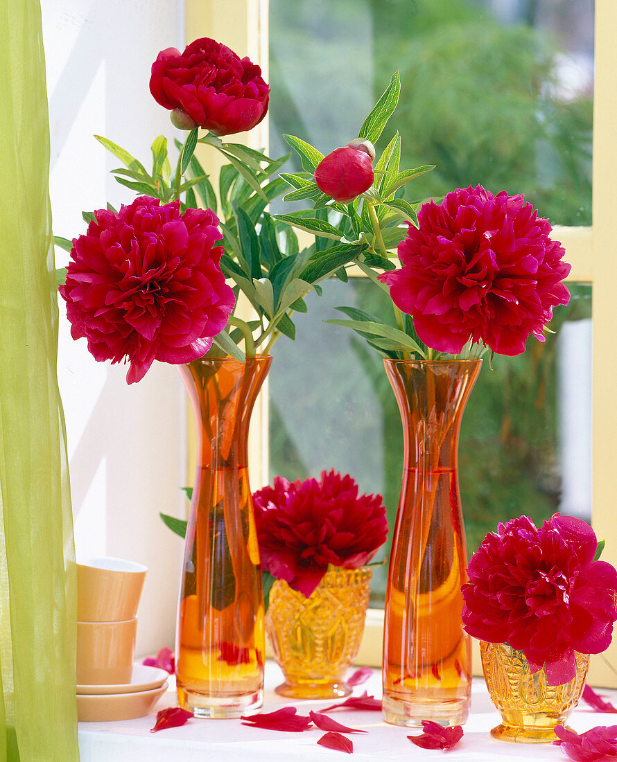 Paeonia officinalis 'Rubra Plena' in orangen Vasen