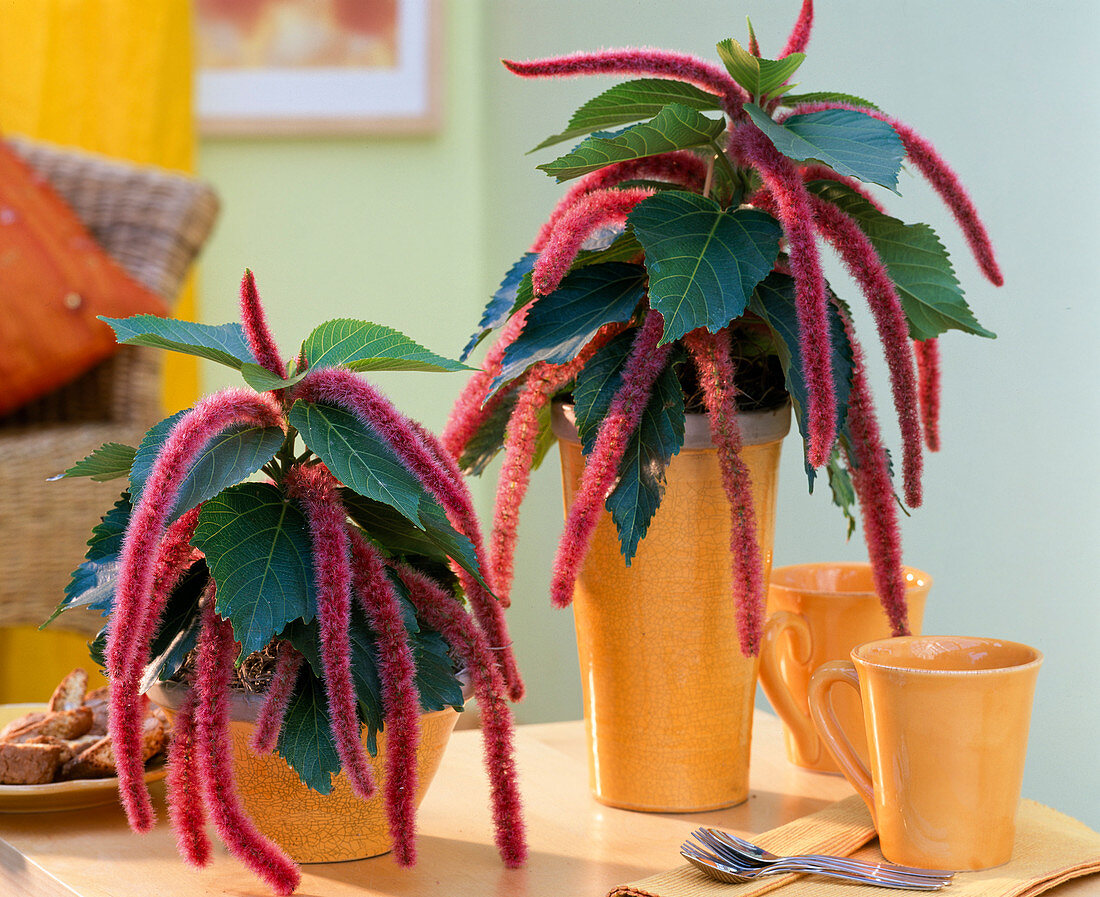 Acalypha hispida (Katzenschwanz) in orangen Töpfen