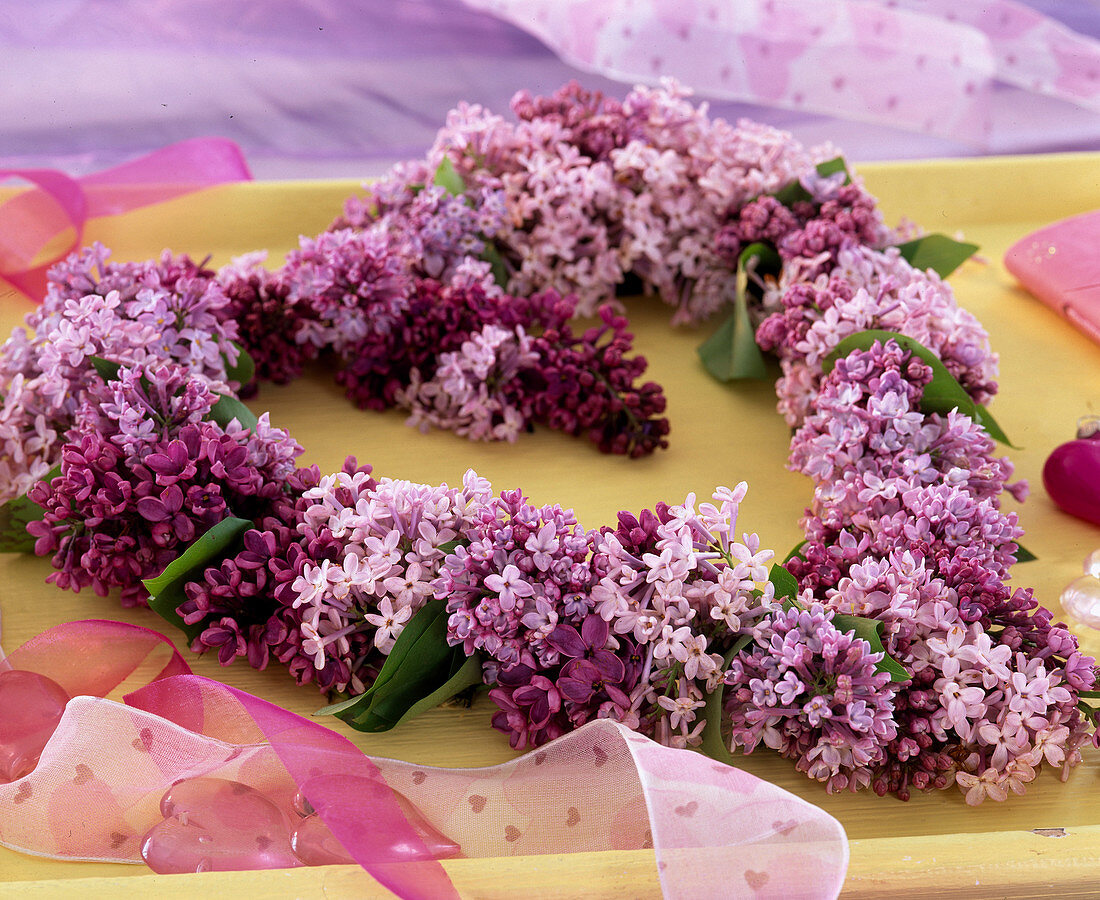 Syringa vulgaris (Fliederblütenherz)