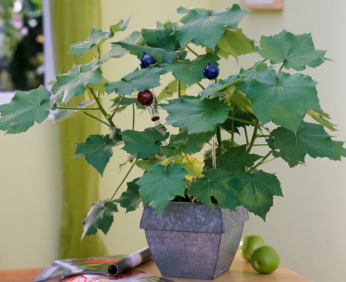 Sparmannia africana (indoor lime) in square tin pot, glass