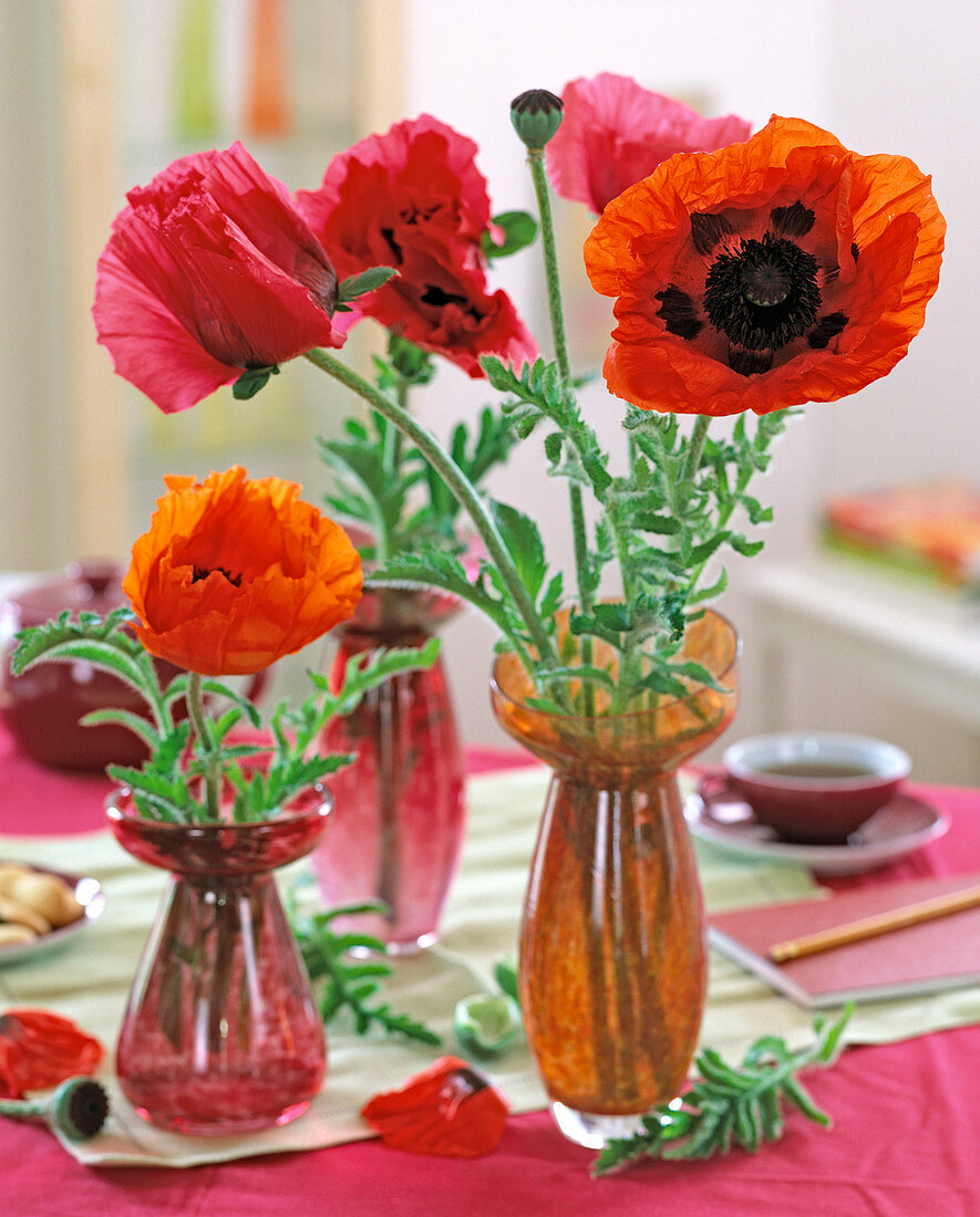 Papaver orientale (Staudenmohn) in Hyazinthengläsern