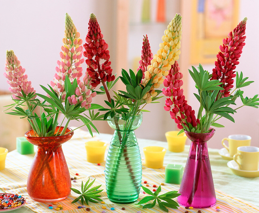 Lupinus polyphyllus 'Camelot' (lupine) in hyacinth jars