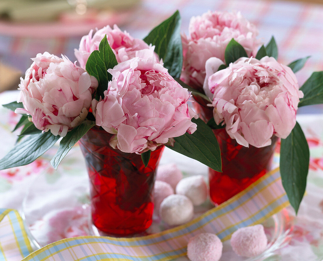 Paeonia 'Sarah Bernhardt' (Pfingstrosen in roten Gläsern)