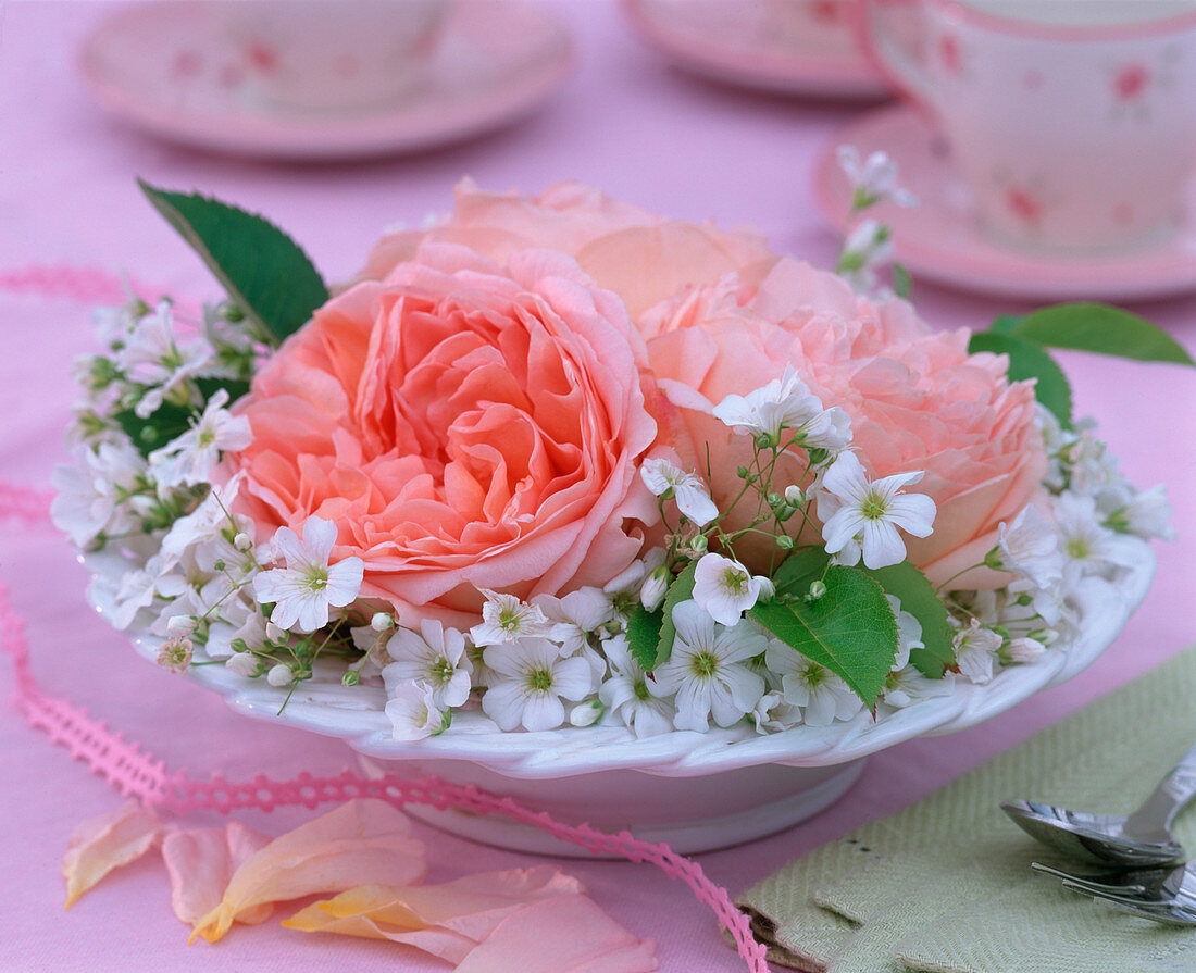 Rosa 'Abraham Darby' / Engl. Duftrose, Gypsophila / Schleierkraut