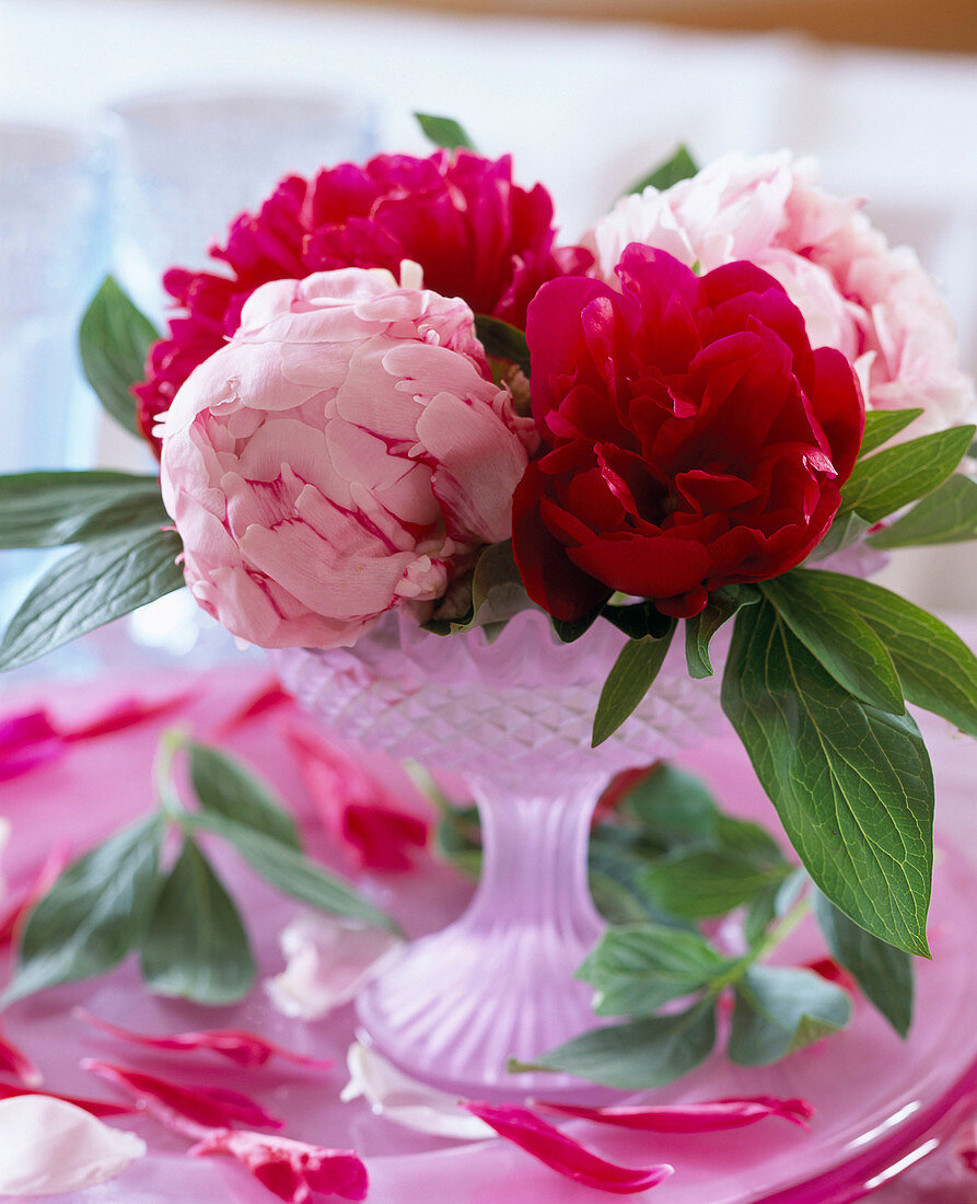 Paeonia (peony) in pink Ice cream cups
