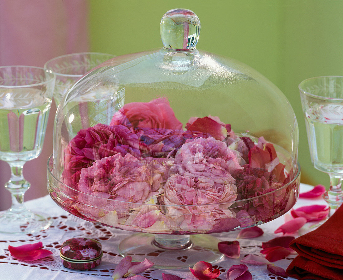 Pink, historic roses flowers under glass bell