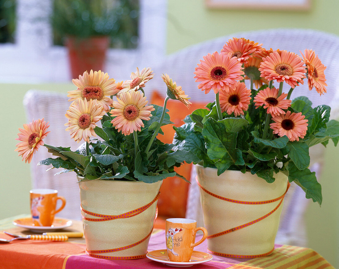 Gerbera hybrids in pastel yellow pots