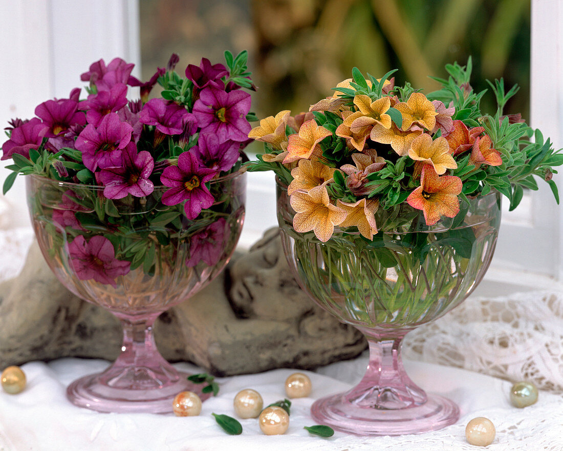 Calibrachoa Celebration 'Blue' and 'Orange' Millionbells Petunias