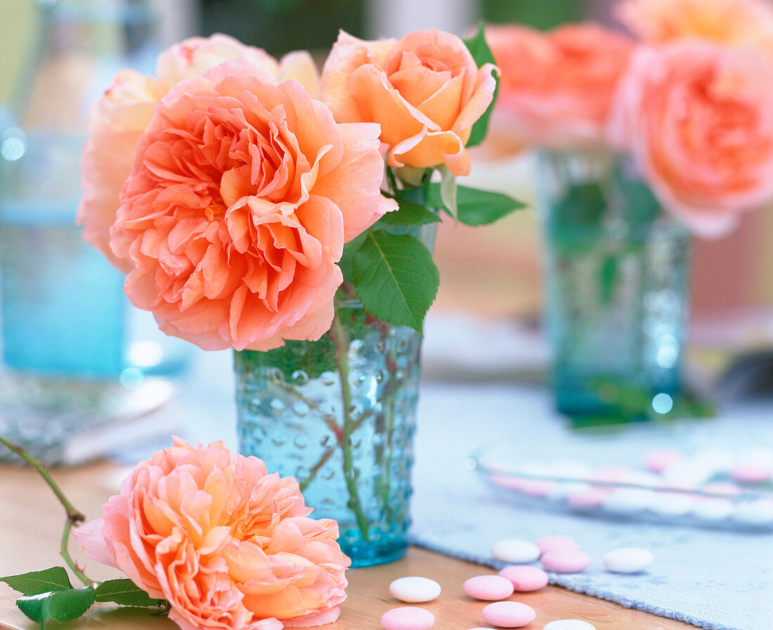 Rosa 'Abraham Darby' (Rose) with fantastic fragrance