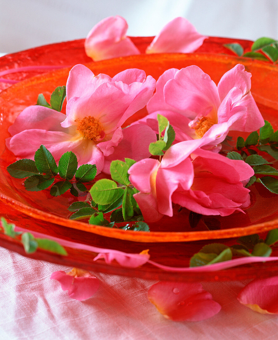 Rosa rugosa (potato rose, apple rose) in a bowl with water