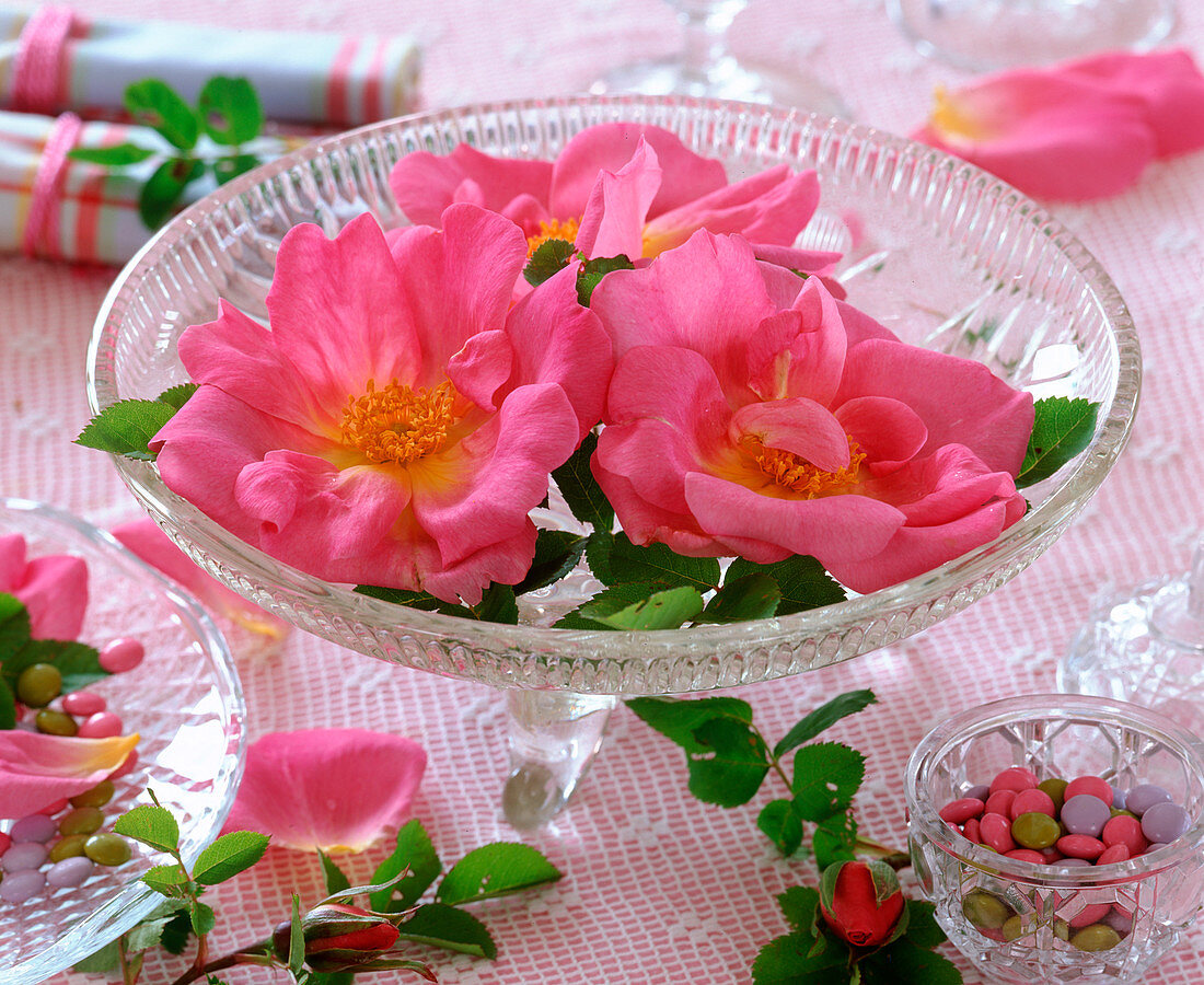 Rosa rugosa (Kartoffelrose, Apfelrose), Blüten schwimmen