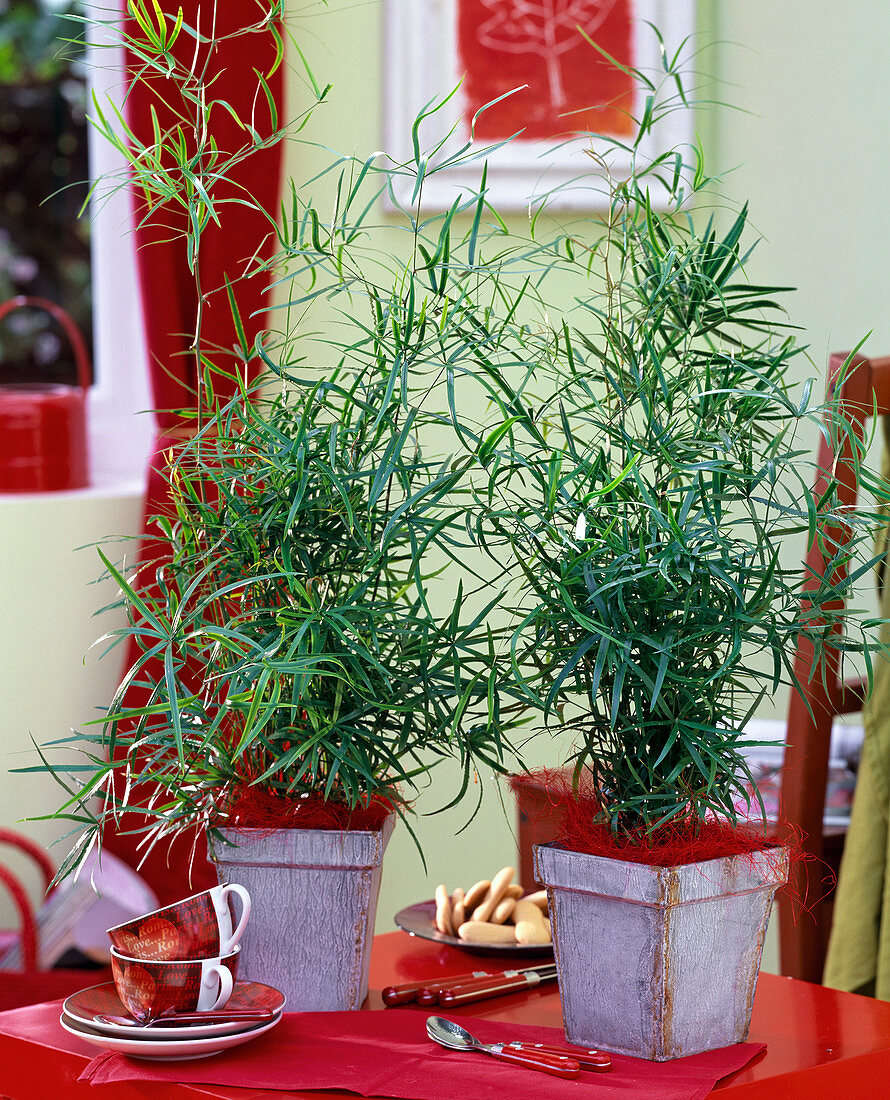 Asparagus falcatus (ornamental asparagus) in square tin pots