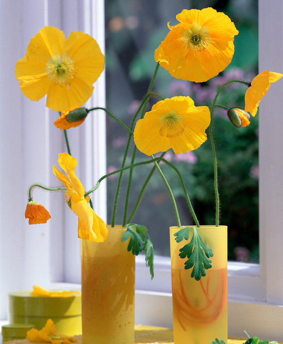 Papaver nudicaule (Iceland poppy)