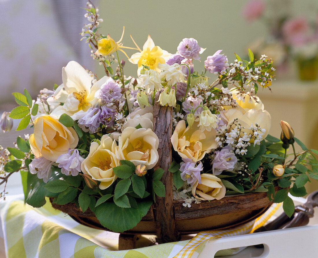 Rosa 'Frühlingsgold' (Rose), Aquilegia (Akelei), Deutzia (Deutzie)