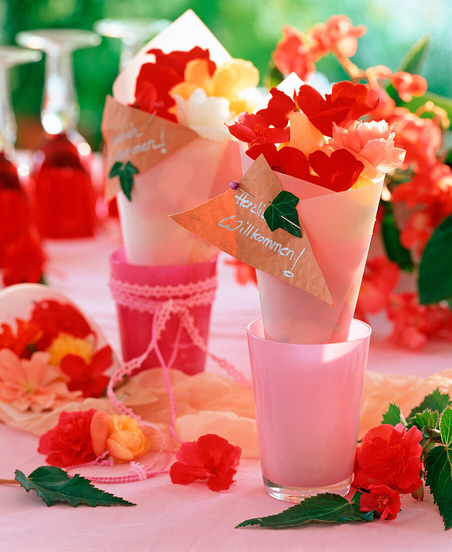 Begonia (begonia flowers in paper bags