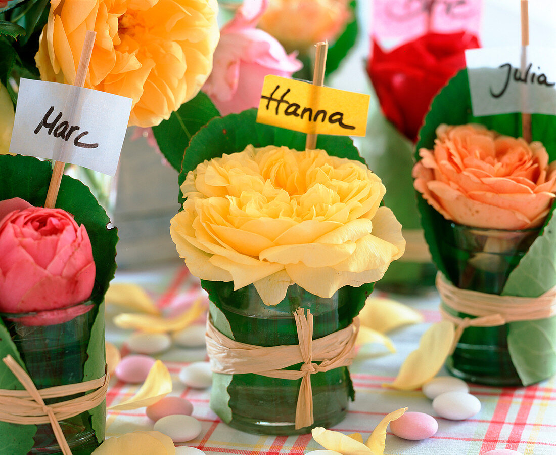 Pink, historic roses flowers under glass bell