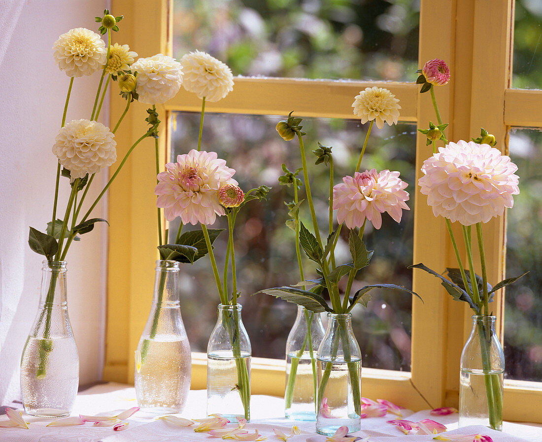 Dahlia (pompon and ornamental dahlias) in small bottles