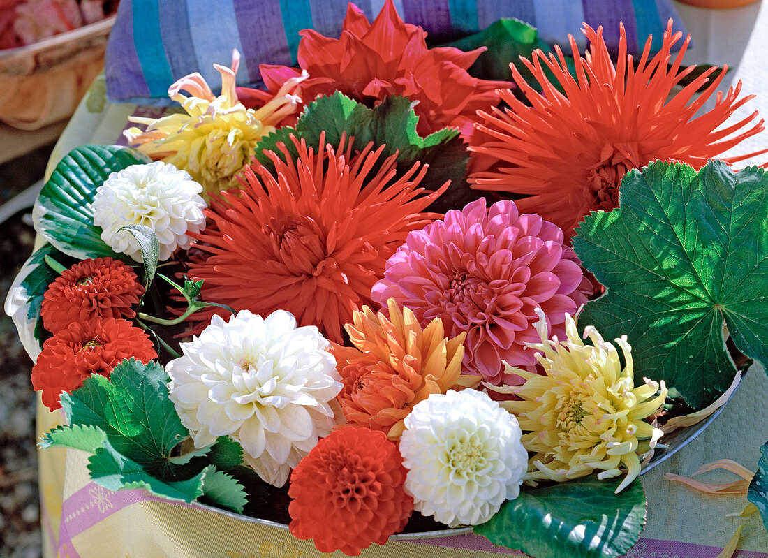 Dahlia (Kaktus-, Schmuck- und Balldahlien)