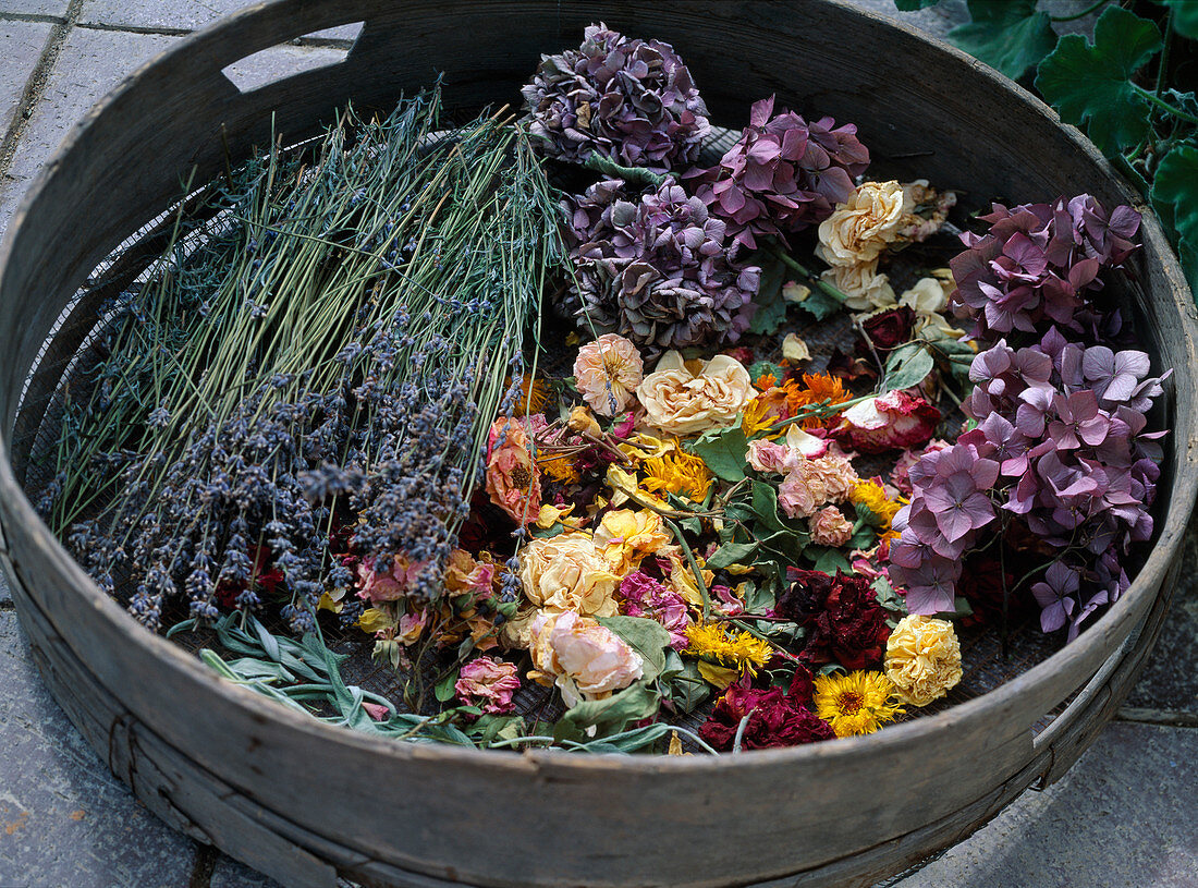 Lavandula (lavender), hydrangea (hydrangea)