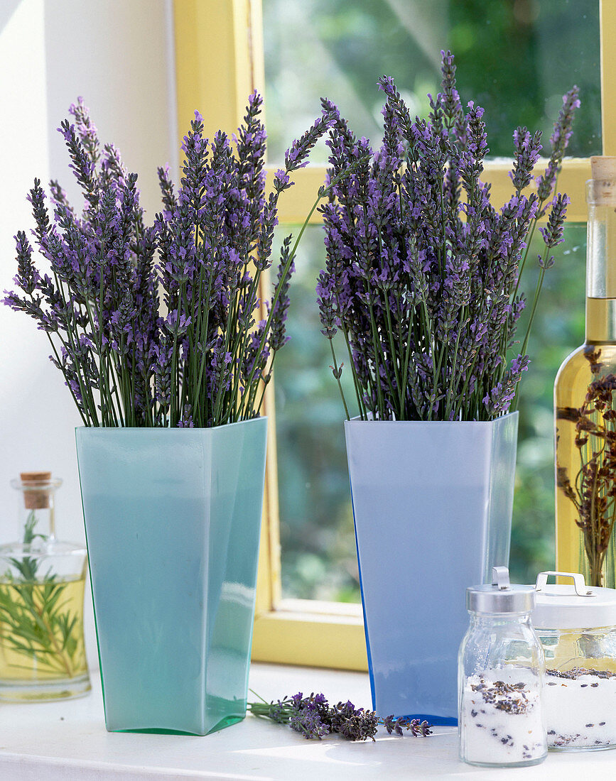 Lavandula (lavender)