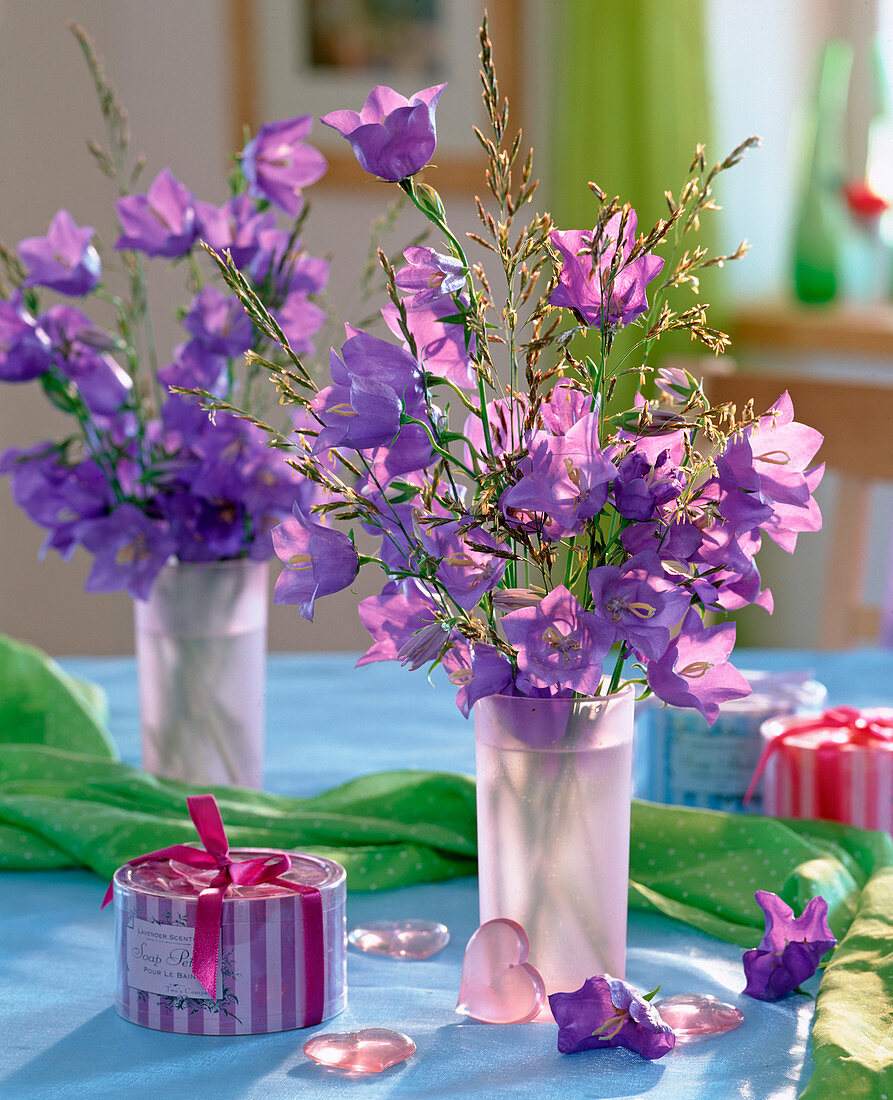 Campanula persicifolia (Glockenblumen, Gräser, Lavendelseife)