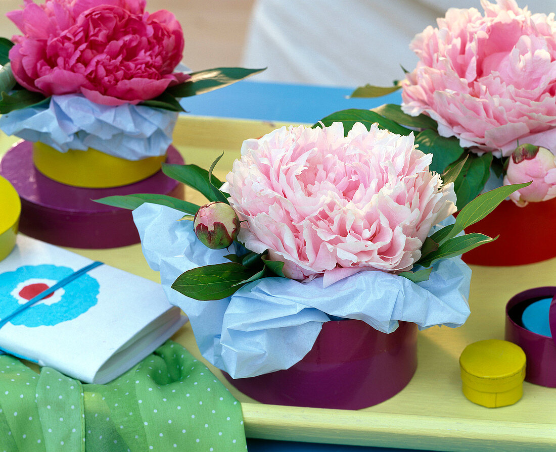 Paeonia (peony flowers) in small jars in cardboard boxes