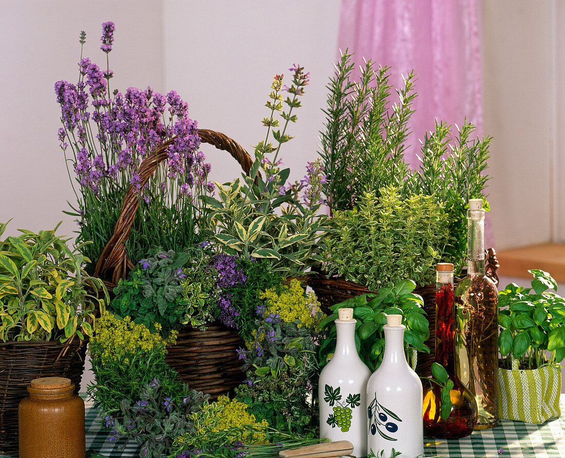 Lavandula (lavender), Rosmarinus (rosemary), Salvia (sage)