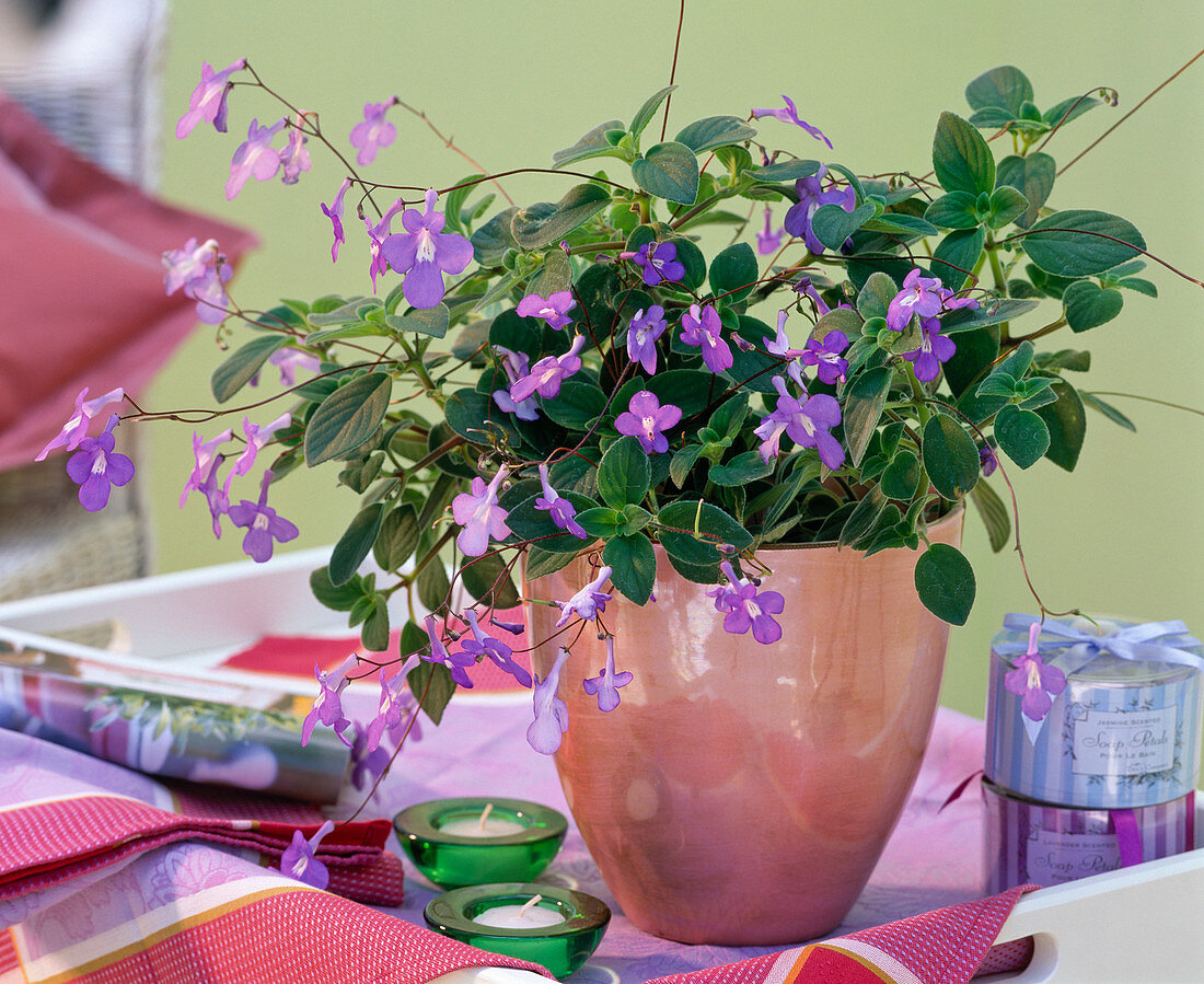 Streptocarpus saxorum in salmon-colored pot