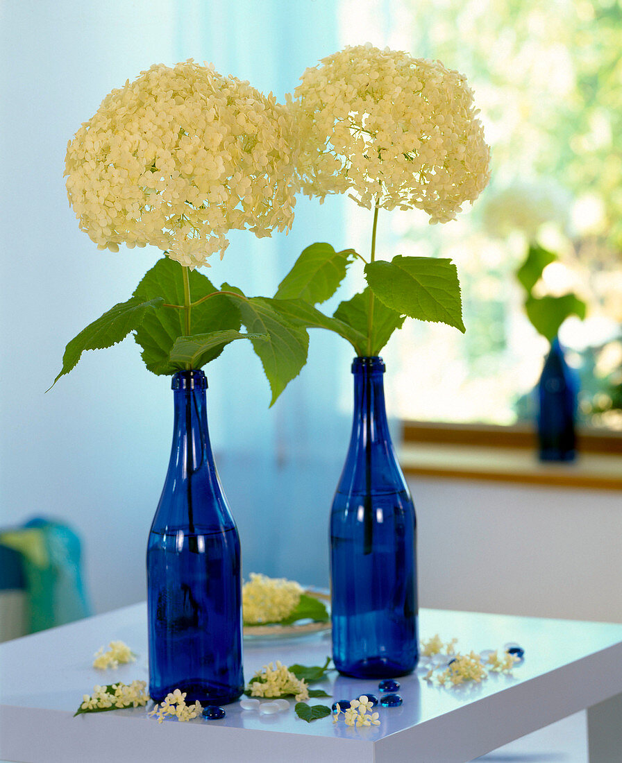 Hydrangea arborescens 'grandiflora' (shrub hydrangea)