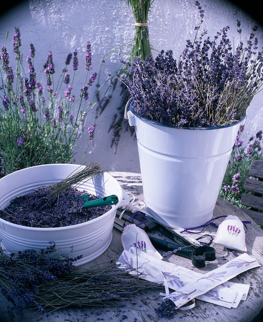 Dried lavandula (lavender): Rub off blossoms