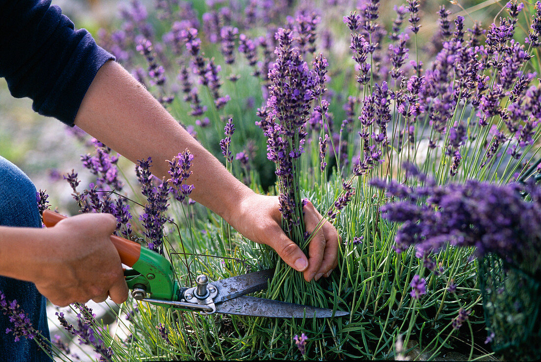 Lavender harvest, Lavandula (lavender) to dry in bloom