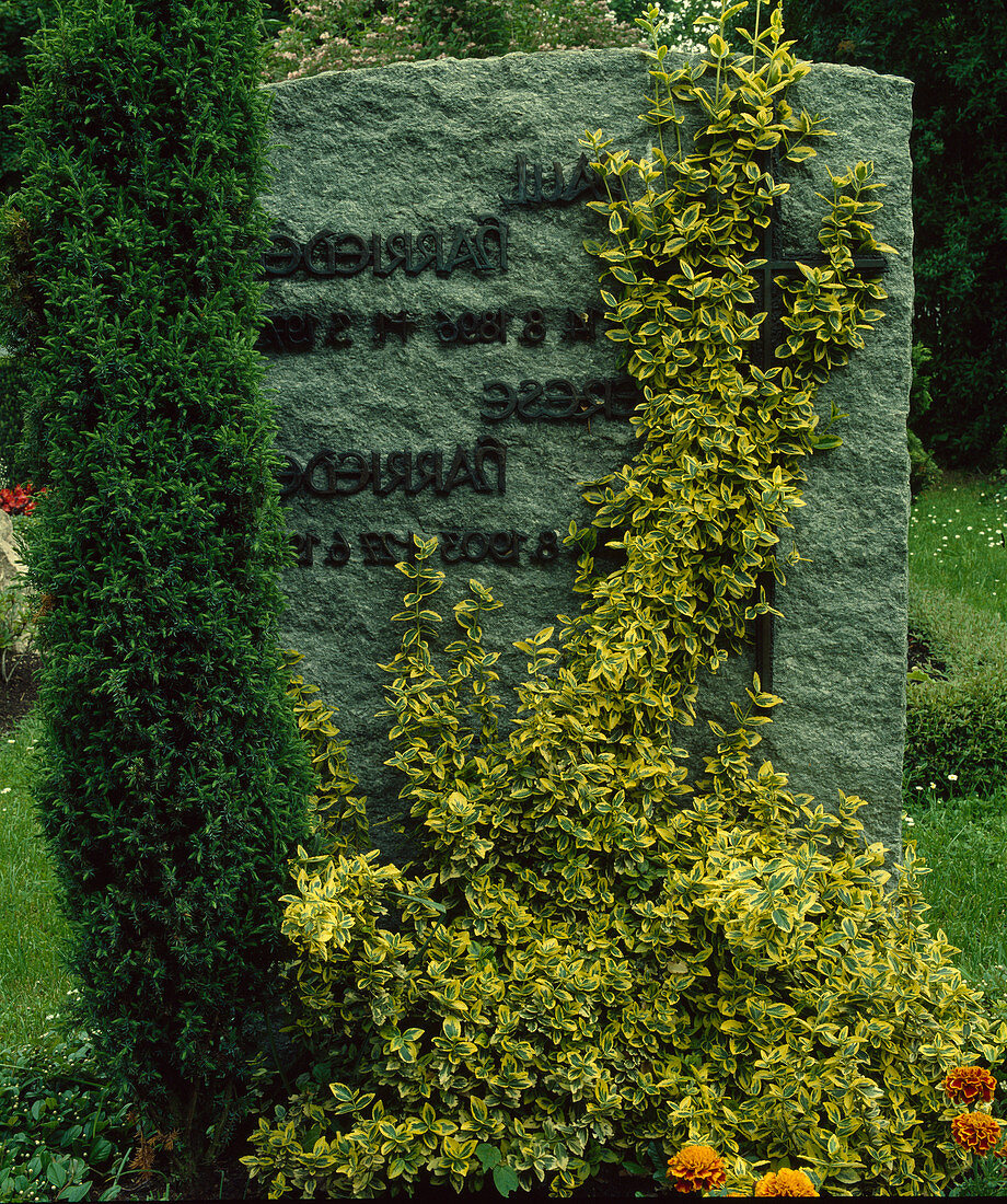 Gravestone overgrown with Euonymus fortunei 'Emerald'n Gold'