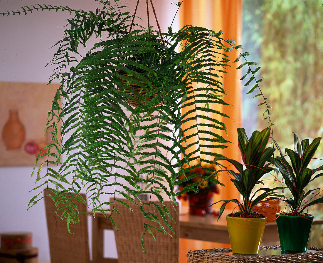 Nephrolepis acutifolia (Sword fern)