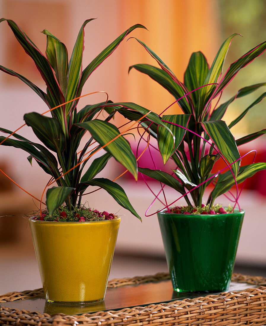 Cordyline 'Kiwi' (club lily) in yellow and green glass pot