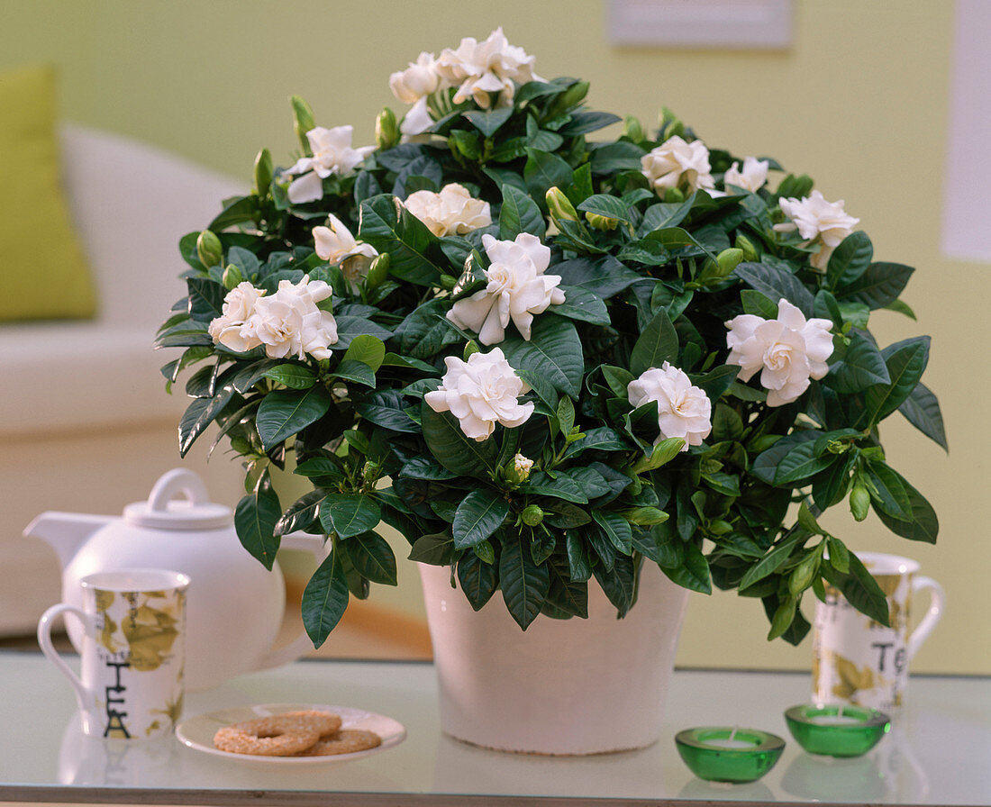 Gardenia jasminoides (gardenia) in white pot