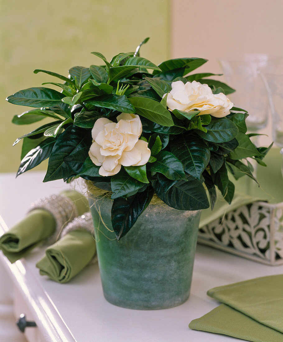 Gardenia jasminoides (gardenia) in green glass pot