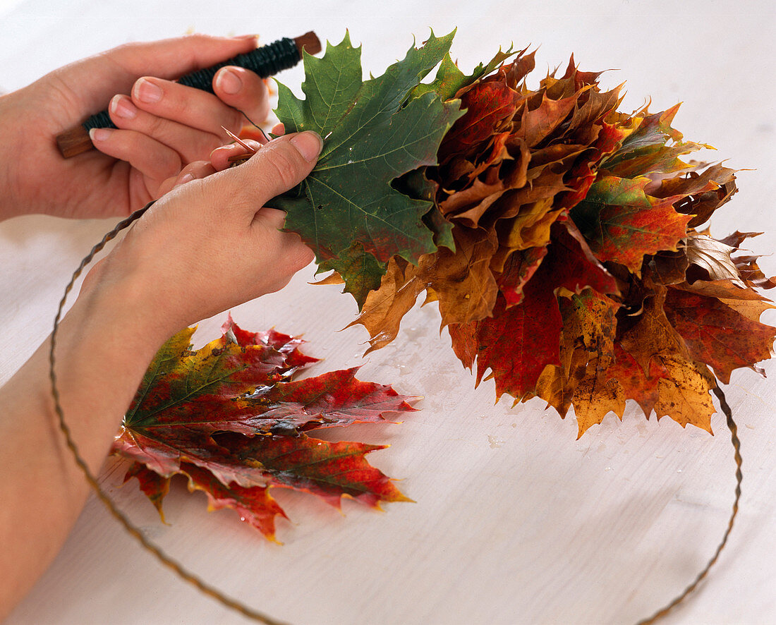 Maple wreath Acer tie on wire ring to wreath