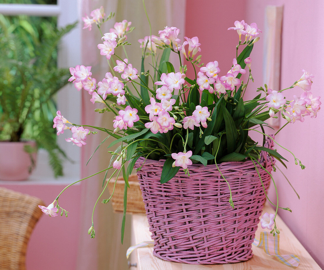 Freesia (pink freesia) in pink basket, ribbon