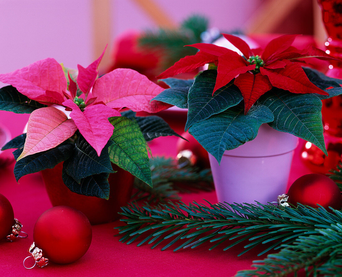 Euphorbia pulcherrima (Weihnachtssterne pink und rot), Abies nordmanniana (Tannen)